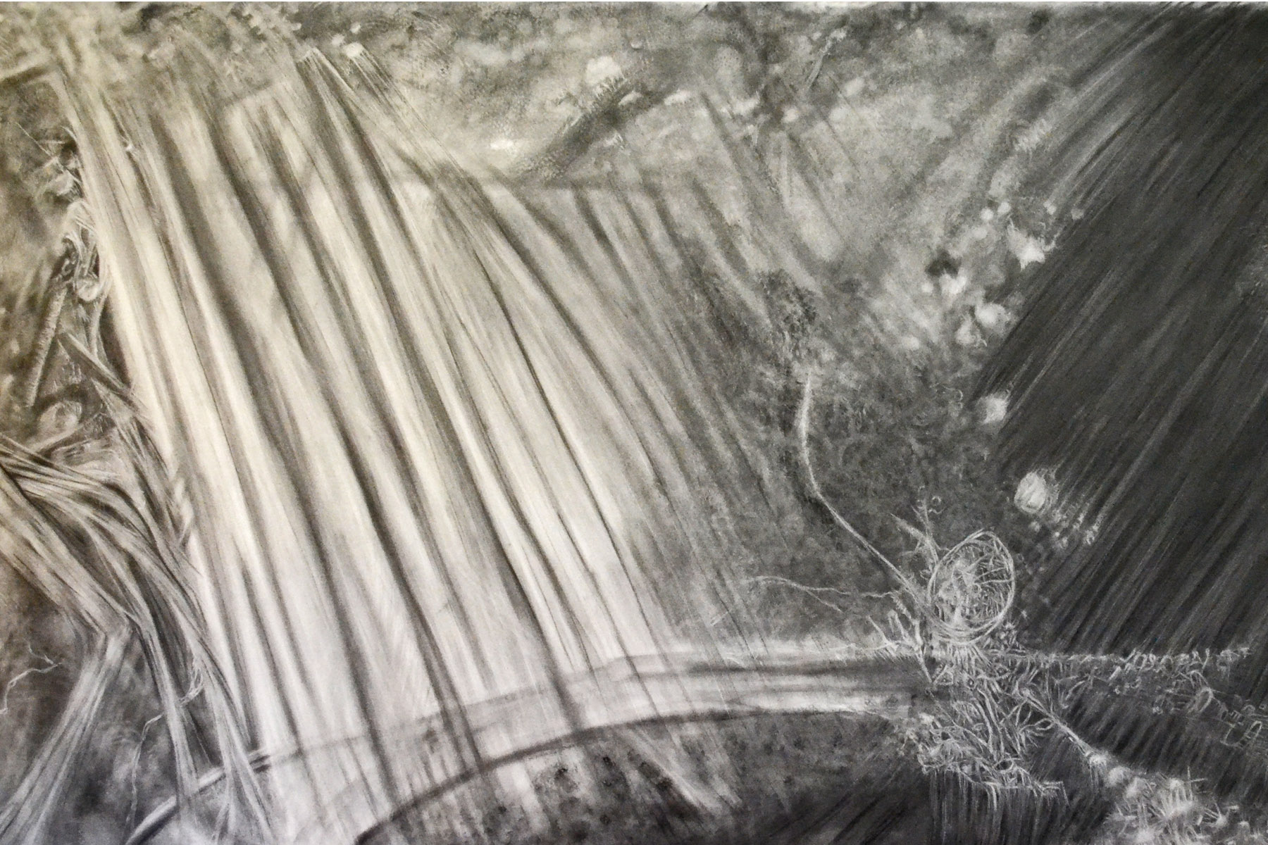 wendlandt_s_bombus_1jpg