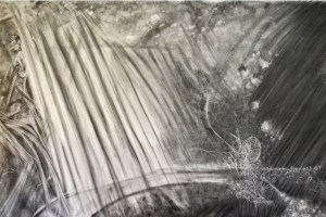 wendlandt_s_bombus_1jpg