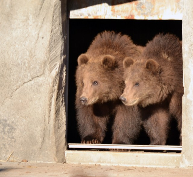 cDSC_7513 2015 11 10