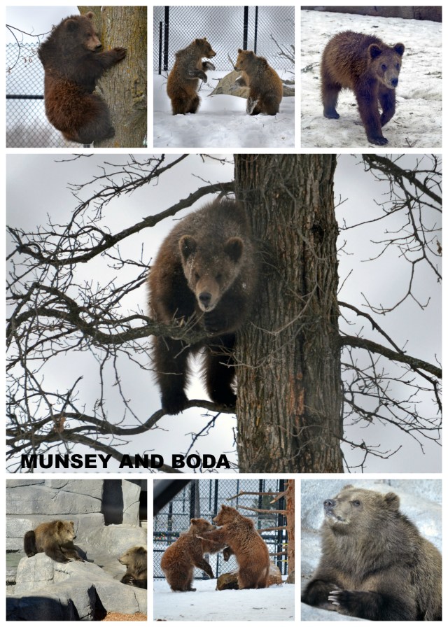 PicMonkey Collage CARD