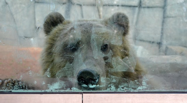 bear-cubs-2016-october_4962