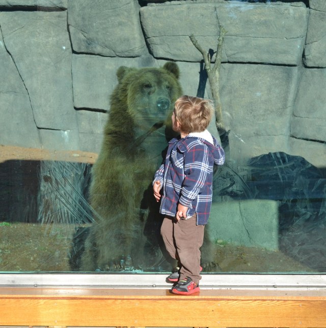 bear-cubs-2016-october_5047-copy