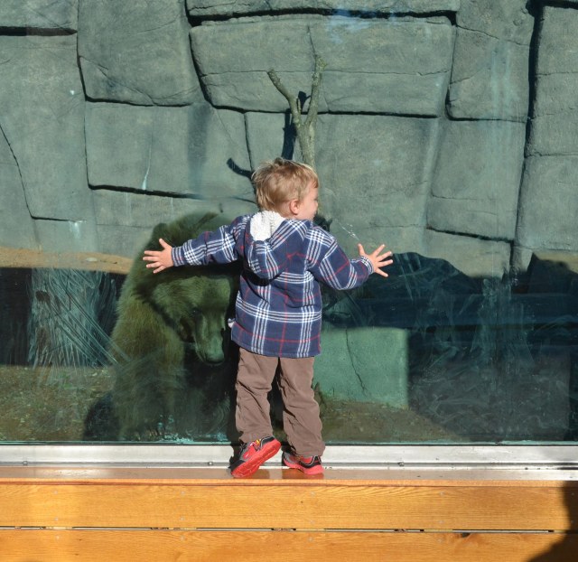 bear-cubs-2016-october_5049-copy