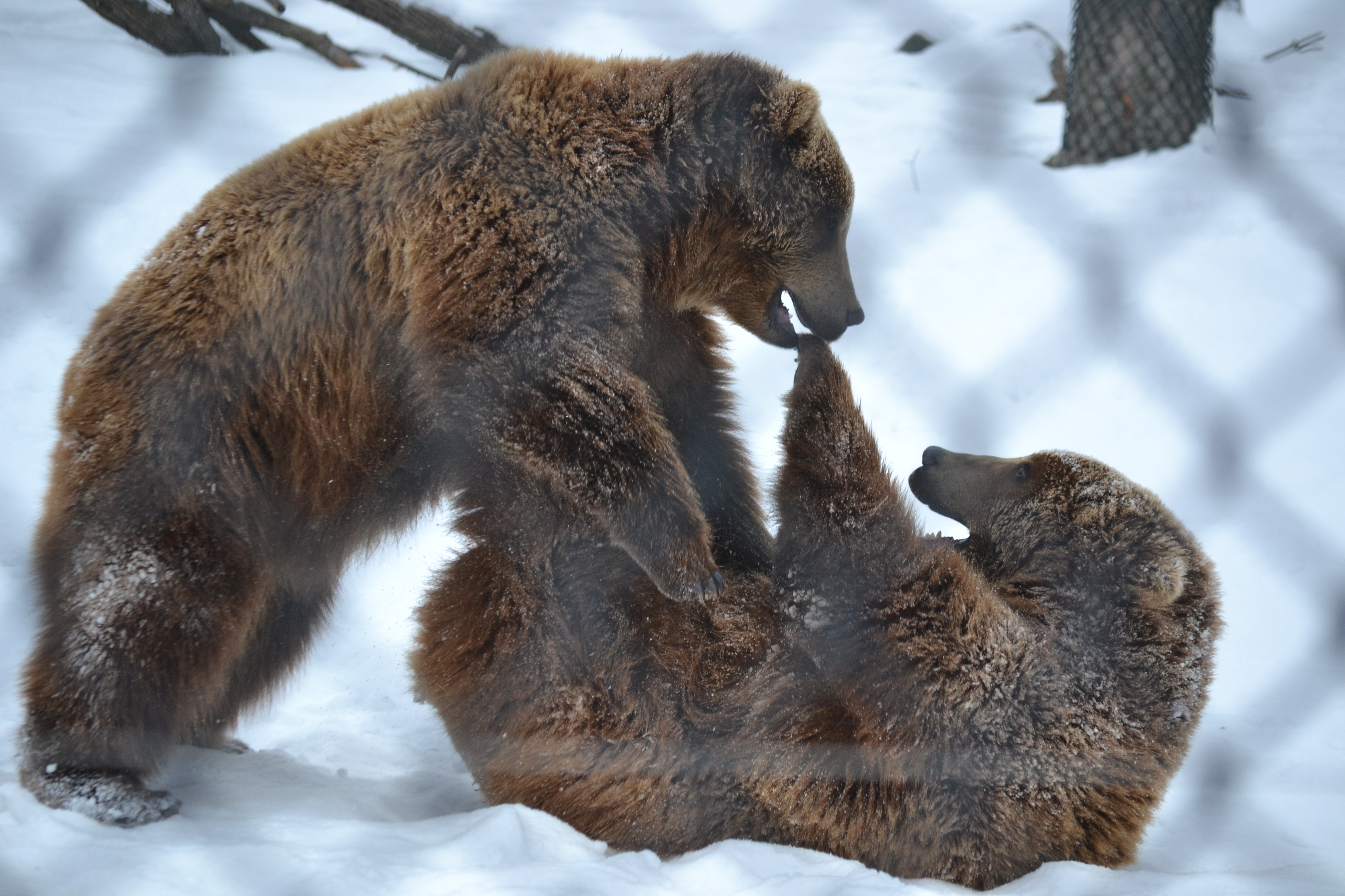 aaadsc_5184-1-9-2017