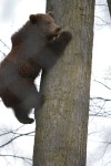 aDSC_1717 tree climbing&nbsp;wendlandt