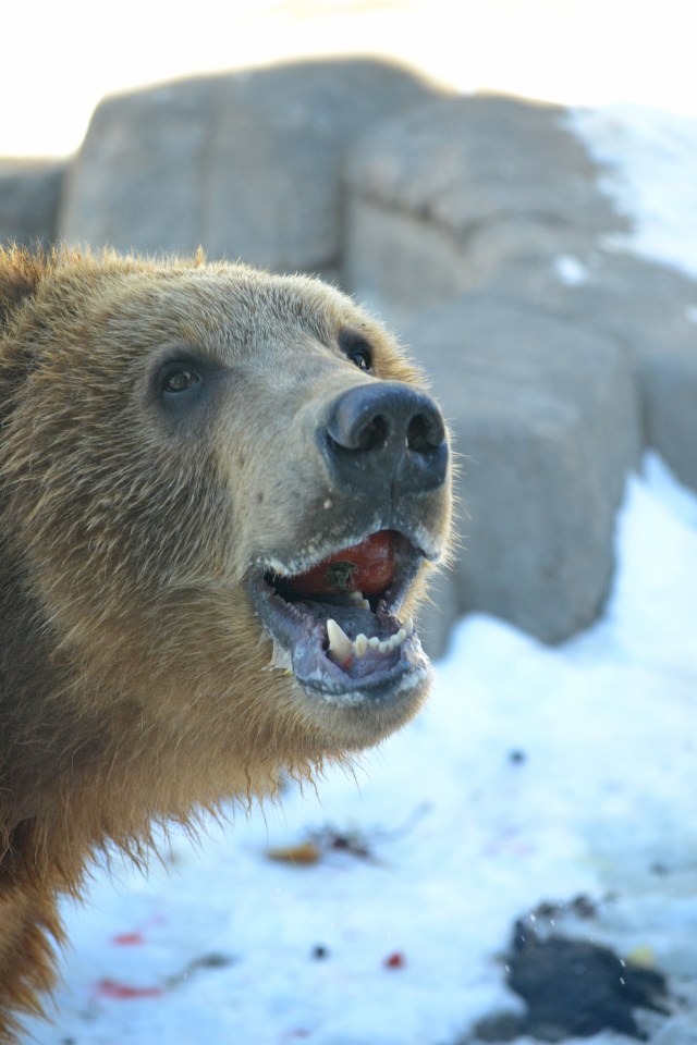 aDSC_7262teeth wendlandt