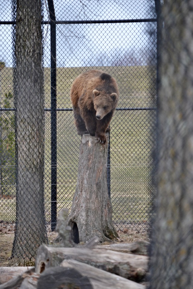 aDSC_9531stump wendlandt