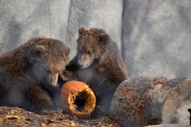 DSC_3910 2015 10 27.JPG