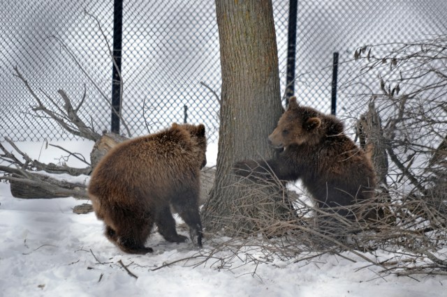 woodsDSC_3774 2016 1 5.JPG