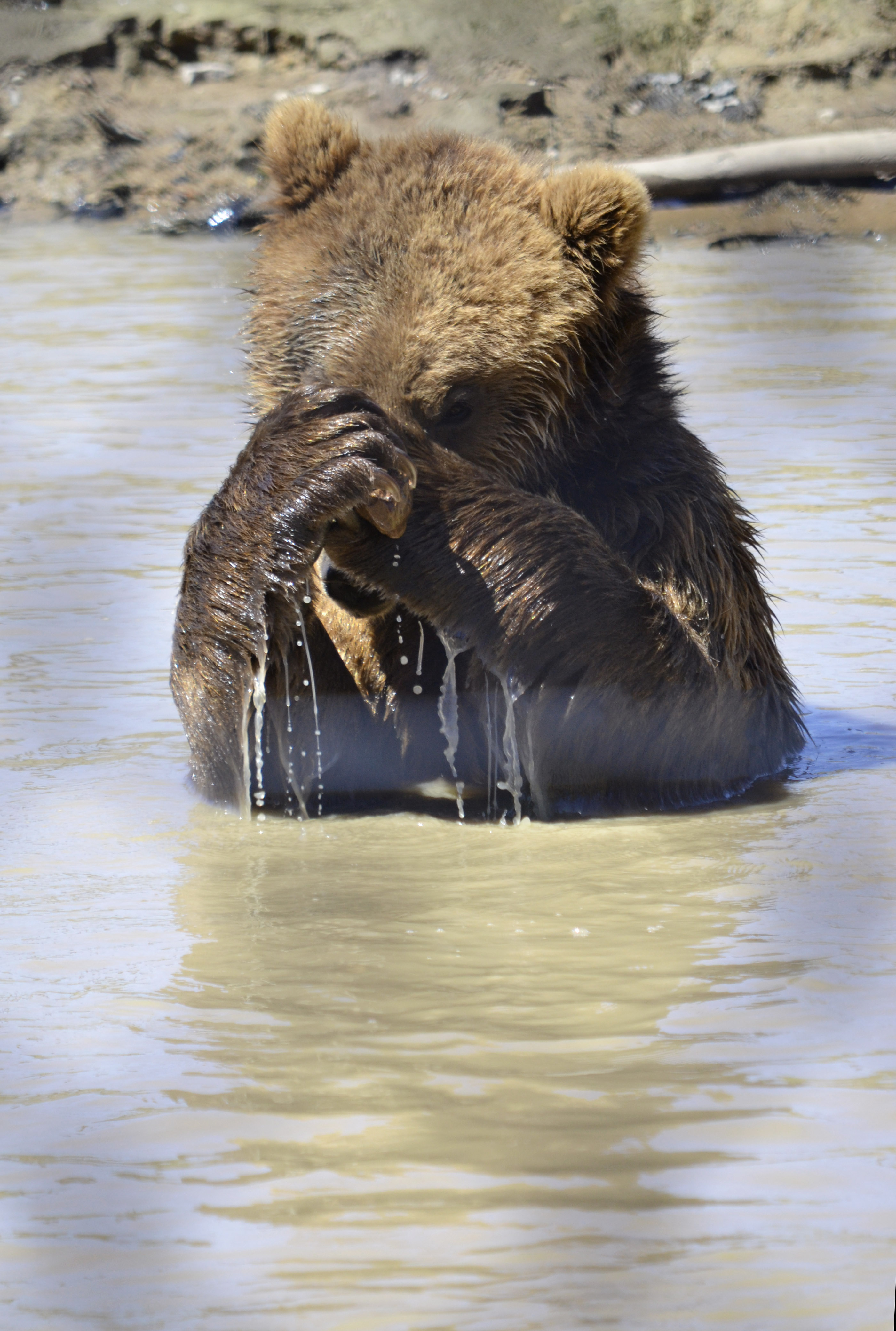 aDSC_4694 4 27 2018munsey stoned