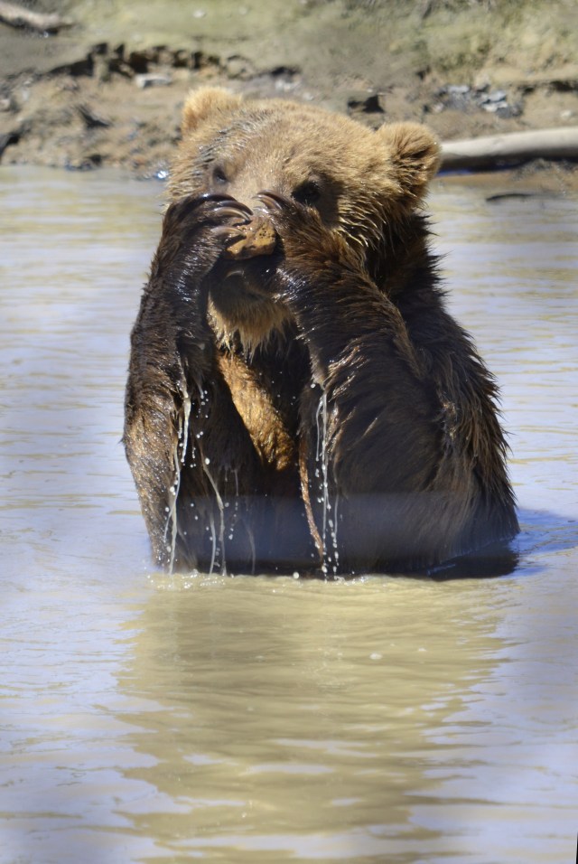 aDSC_4697 4 27 2018munsey stoned