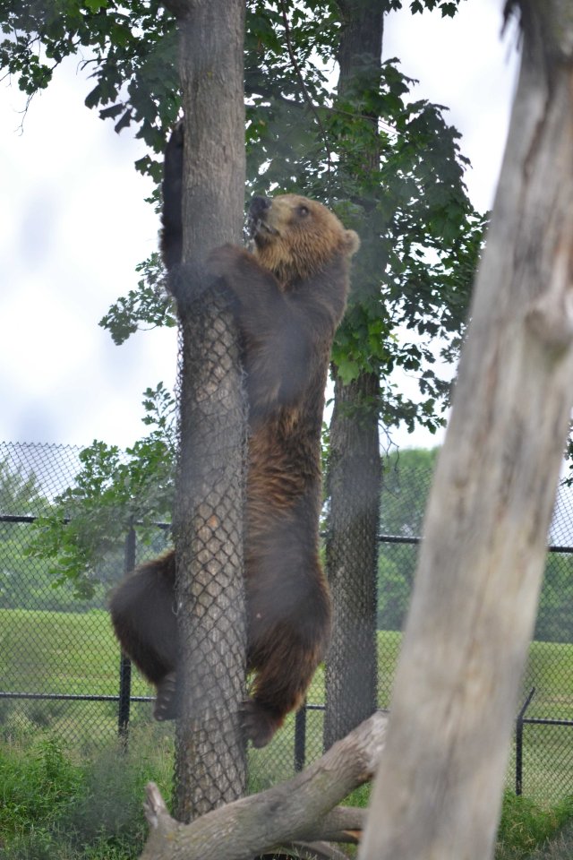 aDSC_0074treeclimbing