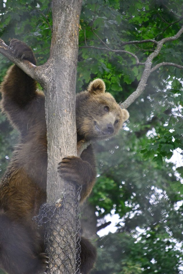 aDSC_0117tree climbing