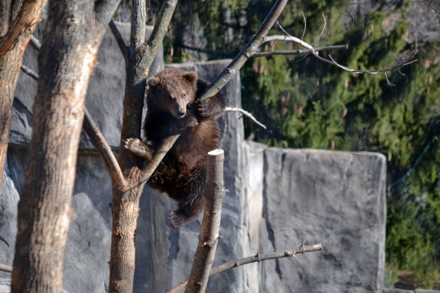 tree DSC_4676 15-11-2