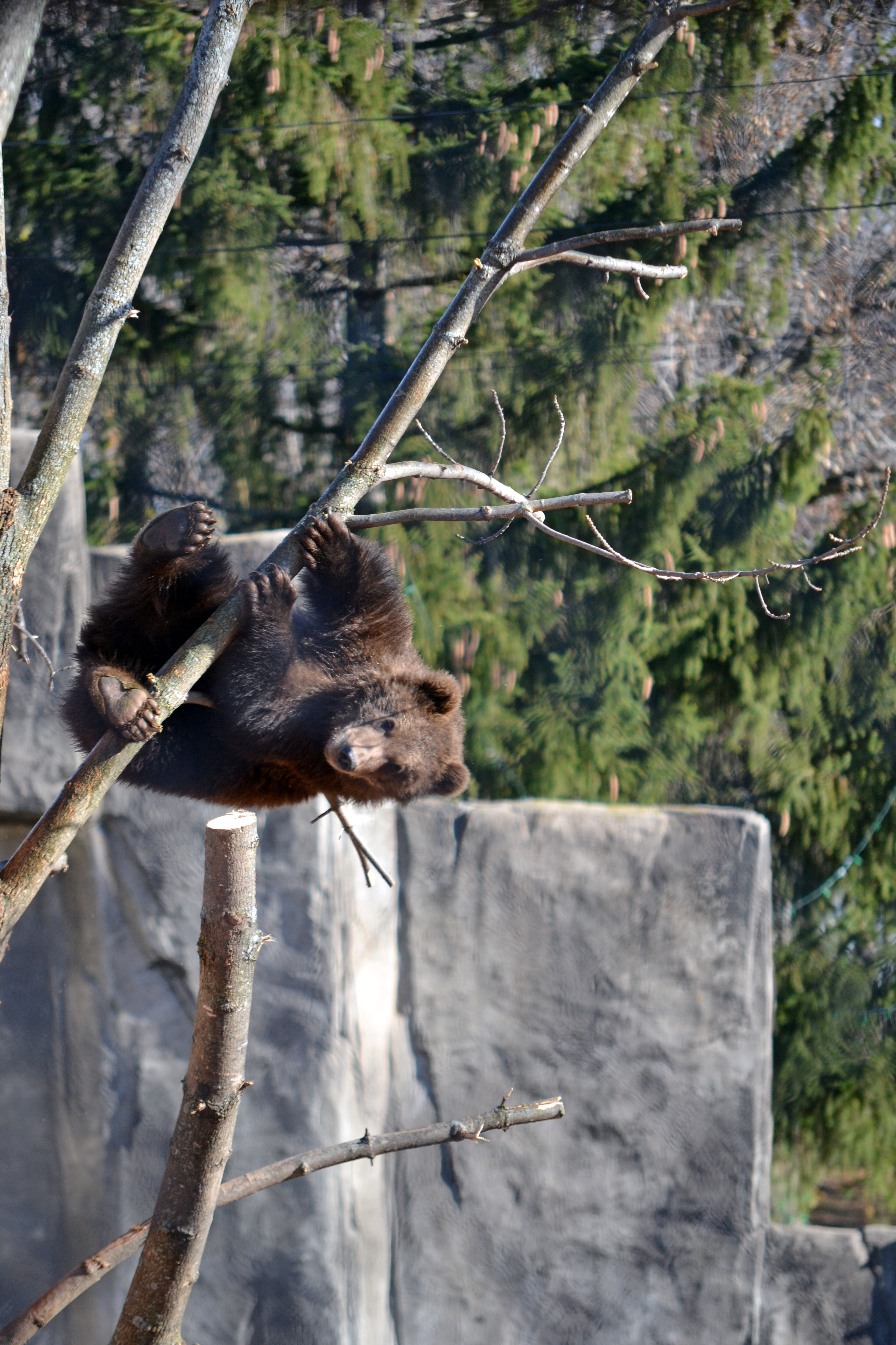 treeDSC_4686 2015-11-2